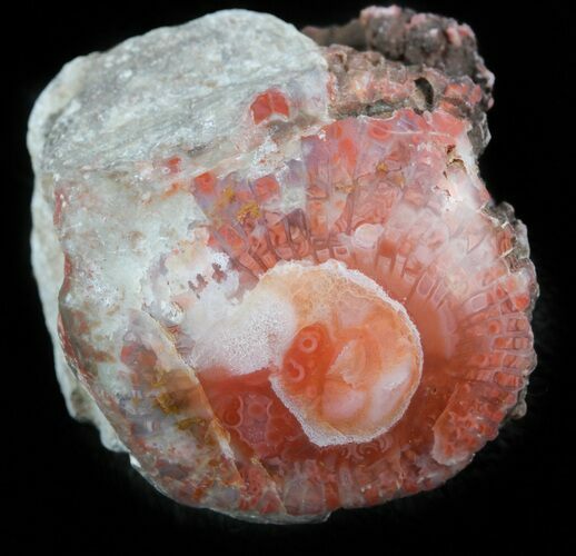 Pennsylvanian Aged Red Agatized Horn Coral - Utah #46724